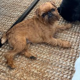Sriracha - Brussels Griffon