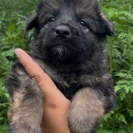 Draco - Black and tan male German Shepherd puppy in Youngsville, North Carolina from Di casa Esperanza