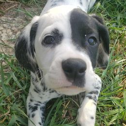 Dalmatians from C&P DALMATIANS