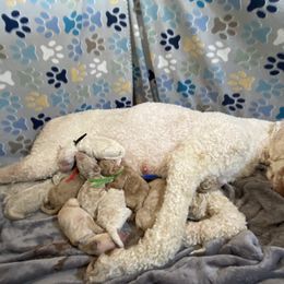 Blue Collar Boy - Apricot male Poodle puppy in Charlo, Montana from Heavenly Hilltop Farm