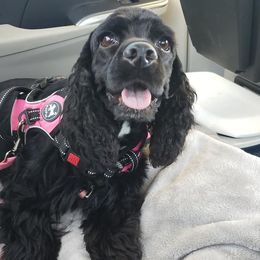 Cocker Spaniels from Cocker Spaniel Haven
