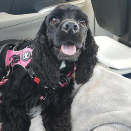Cocker Spaniels from Cocker Spaniel Haven
