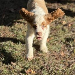 English Springer Spaniel Puppies from Mossy Creek Springers