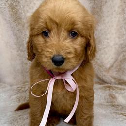 Dream - Red female Australian Labradoodle puppy in Upland, California from Kings Labradoodles