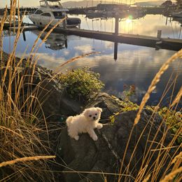 Maltipoo puppies from Mt.BakerPoodles&Doodles