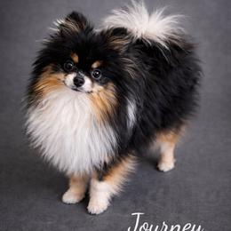 Journey - Pomeranian
