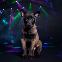 Rey - Black sable female Belgian Malinois puppy in Sanger, Texas from Faubion Malinois