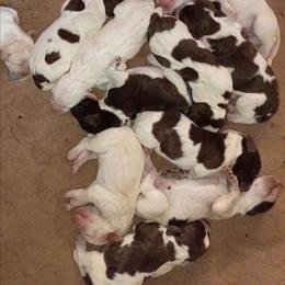 Boy 2 - White and orange male Spinone Italiano puppy in Albion, Michigan from Michigan Spinone