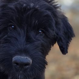 Banana - Black female Bouvier des Flandres puppy in Drury, Missouri from Black Bears Critters