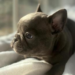Anna - Blue female French Bulldog puppy in Salisbury, Maryland from 77 Frenchies Maryland
