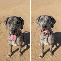 Bluey - Merle male Great Dane puppy in Tehachapi, California from Doxies and Danes
