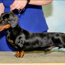 Bowen - Dachshund