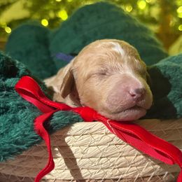 Snow - Cream female Poodle puppy in Richlands, North Carolina from PND Kennel
