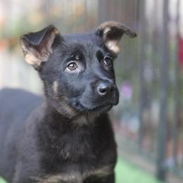 Vera - Bi-color female German Shepherd puppy in Philippi, West Virginia from Vom Haus Highlands
