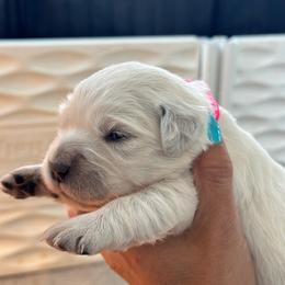 Girl 1 - Light golden female Golden Retriever puppy in Orland, California from Brownfield’s English Cream Golden Retrievers