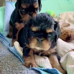 English Toy Spaniel Puppies from Enchanting Merits