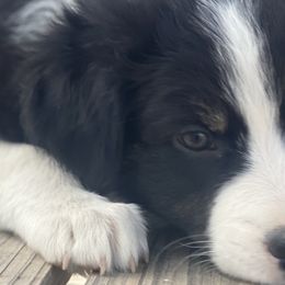 Walter - Black tri-color Australian Shepherd puppy in Penrose, Colorado from Best Friend Aussies