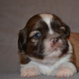 Shih Tzu Puppies from Moore Shih Tzus