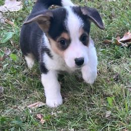Cola - Black and tan male Pembroke Welsh Corgi puppy in Winneconne, Wisconsin from LaLoba’s Corgis
