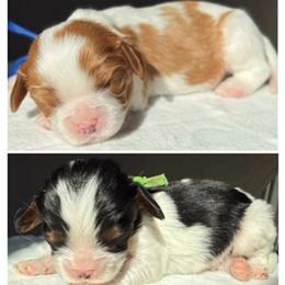 AKC Boy 3 - Tri-color male Cavalier King Charles Spaniel puppy in Pleasant Hill, Iowa from Harvest Creek