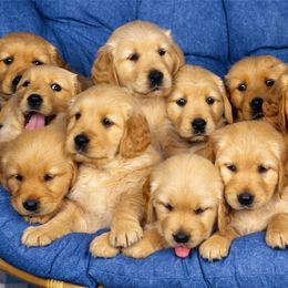 Golden Retrievers from Rhode Island Goldens