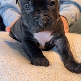 CC Clark - Black brindle female American Staffordshire Terrier puppy in Cloverdale, Indiana from Woodshire American Staffordshire Terrier’s