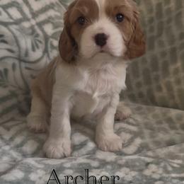 Cavalier King Charles Spaniel Puppies from The Cozy Cavaliers