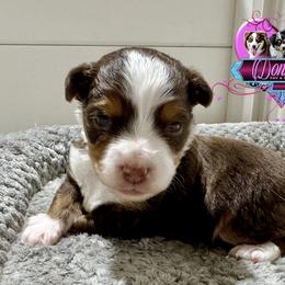 Valentine - Red tri male Toy Australian Shepherd puppy in Simms, Texas from Donna’s Aussies & Pink Heart Poodles
