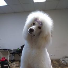 Cocker Spaniels and Poodles from Ray of Lyght Kennels