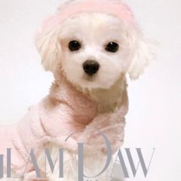 Norah - Maltese