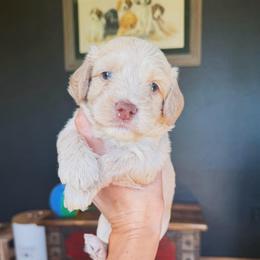 McGraw (Tim) - Caramel cream male Australian Labradoodle puppy in Millville, California from Hope Lane Kennels