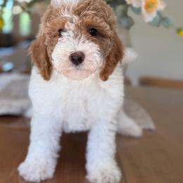 Heidi - Parti female Goldendoodle puppy in Yuciapa, California from AlltheDoodlez_