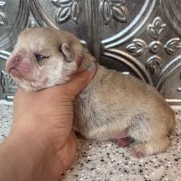 Pink collar - Cream female Pug puppy in Tucson, Arizona from Furever Friends