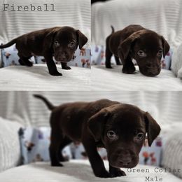 Fireball - Chocolate male Labrador Retriever puppy in Boyd, Minnesota from Lindley Labradors