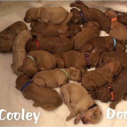 Goldendoodle Puppies from Cooley Doodles