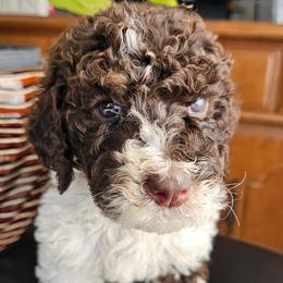 Grey Collar Male - Parti male Poodle puppy in Tehama County, California from Hals Pals K9s
