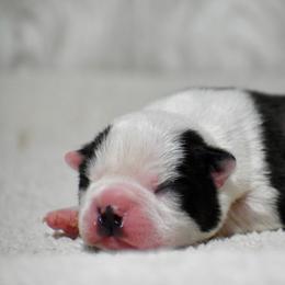 Patriot - Black and white male Boston Terrier puppy in Gober, Texas from Trigger Time Kennels