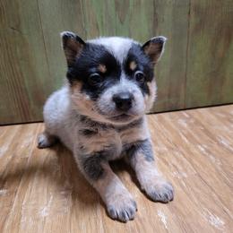 Indie, Lt Pink Collar - Blue female Australian Cattle Dog puppy in Riverton, Utah from Rundown Ranch Cattle Dogs