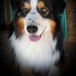 Koda - Australian Shepherd
