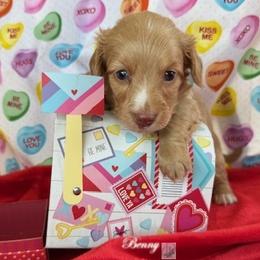 Benny - Dapple male Dachshund puppy in Waseca, Minnesota from Dragonfly Doxies