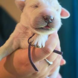 Purple - Golden female Golden Retriever puppy in Lucasville, Ohio from Halo Kennels