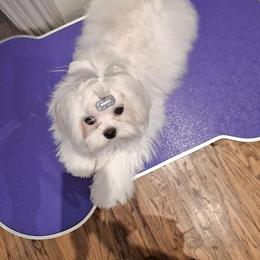 Maltese and Poodle All Grown Up from Maltese & poodle Lovers