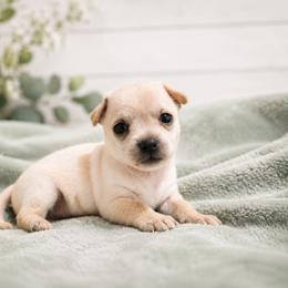 Chihuahua Puppies from Music City Chi’s