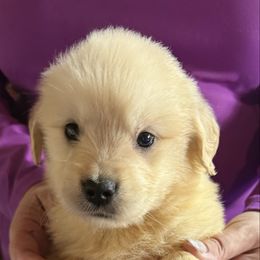 Pink girl - Golden female Golden Retriever puppy in Garrison, Montana from Mattiaci Goldens