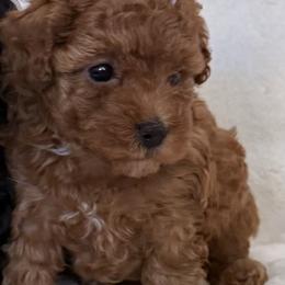 June - Red  female Poodle puppy in Lakeland, Florida from Blessed Beginnings Puppies