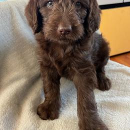 Bruno - Chocolate male Labradoodle puppy in Lowville, New York from Adirondack Labradoodles