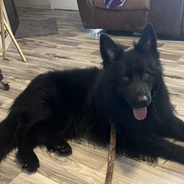 Blackhawk - German Shepherd