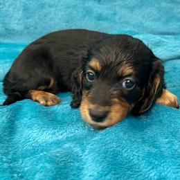 Banana - Black and tan female Dachshund puppy in Memphis, Tennessee from River City Doxies