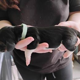 Teal - Black brown and white female Basset Hound puppy in Highland, Michigan from Dream Hounds of Michigan