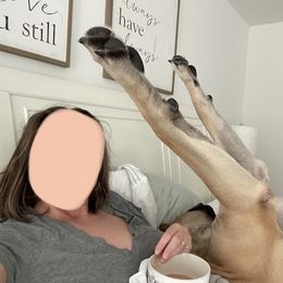 Mastiff Puppies from Eagle Pond Mastiffs